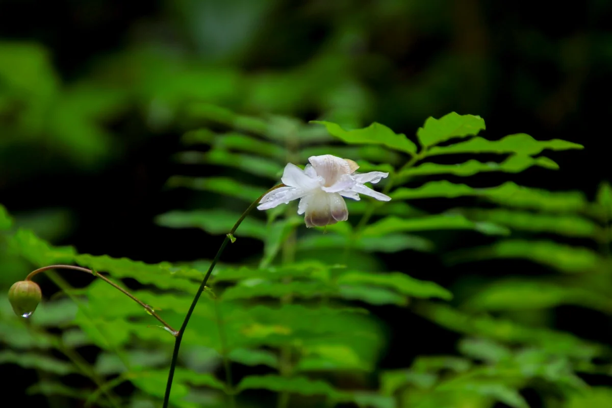 投稿写真：蓮華升麻
