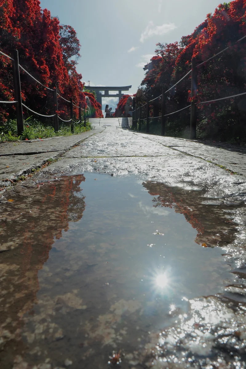 投稿写真：長岡天神　ツツジの散歩道