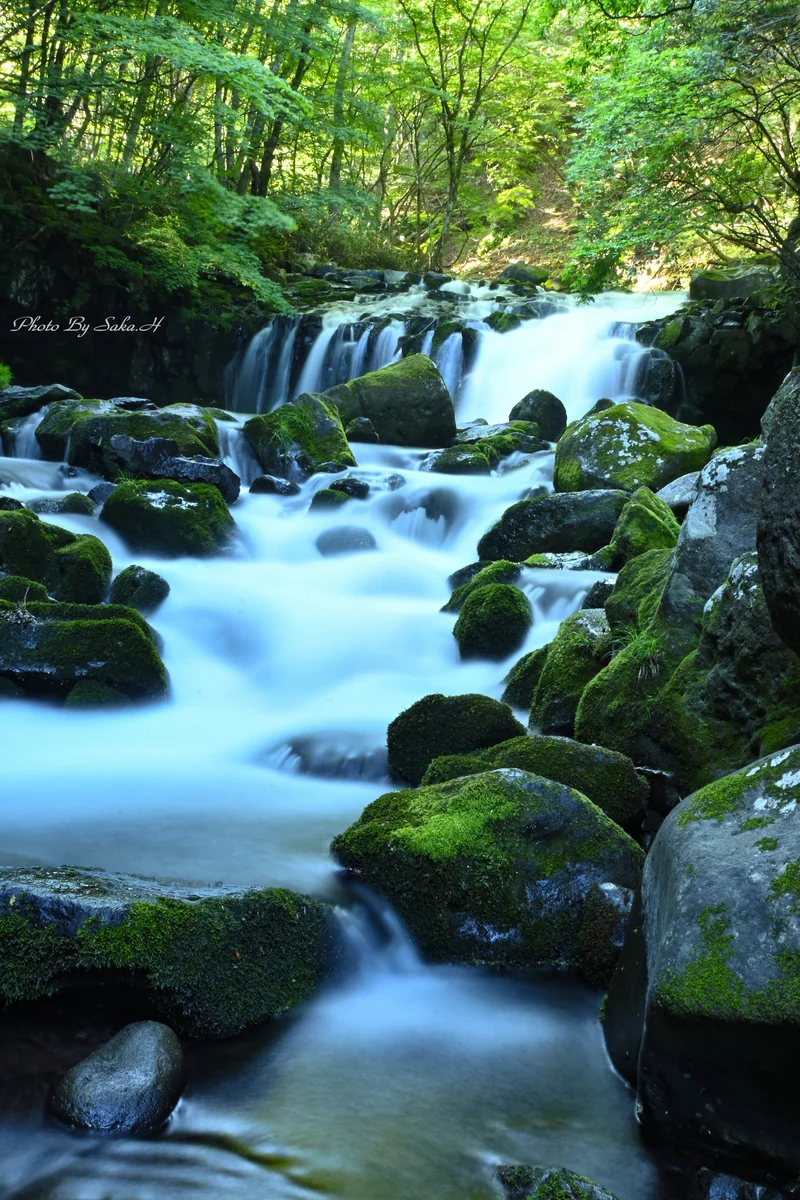 投稿写真：涼を求めて