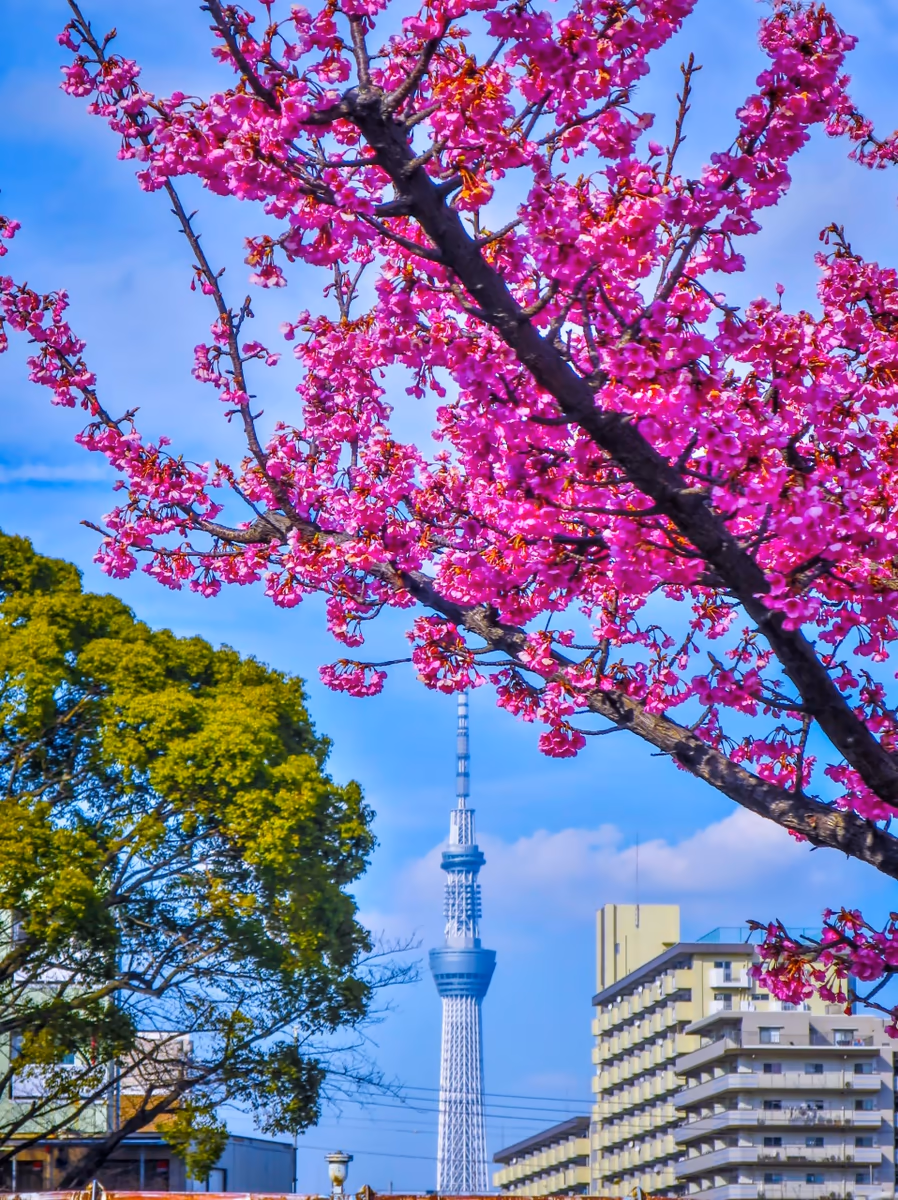 投稿写真：早咲きの桜とスカイツリー