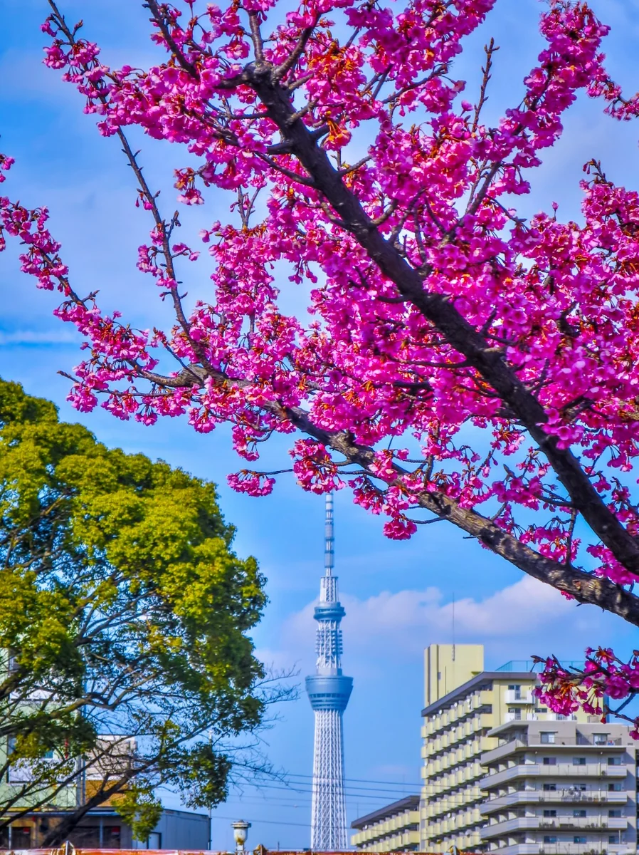 投稿写真：早咲きの桜とスカイツリー