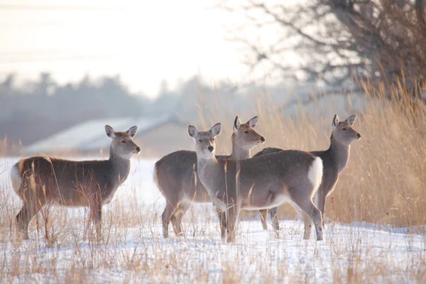 投稿：夕日を浴びて