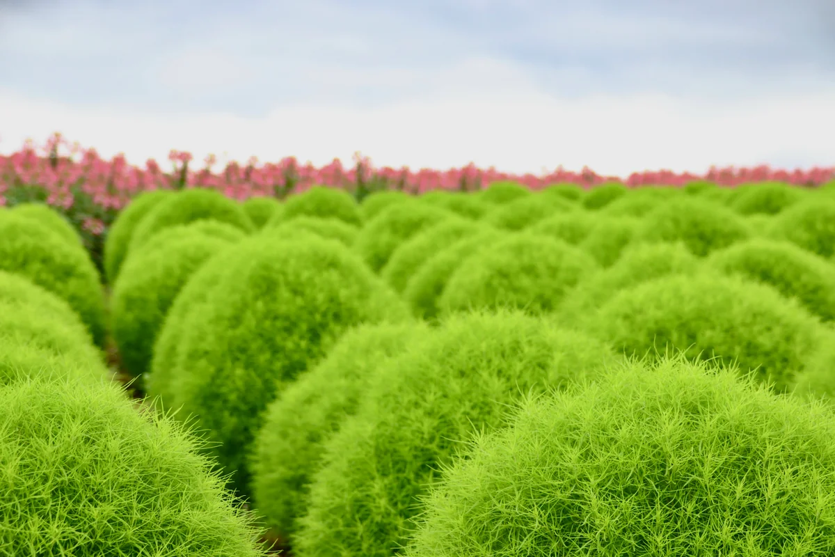 投稿写真：コキアの丘