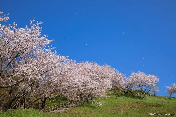投稿：春との別れ