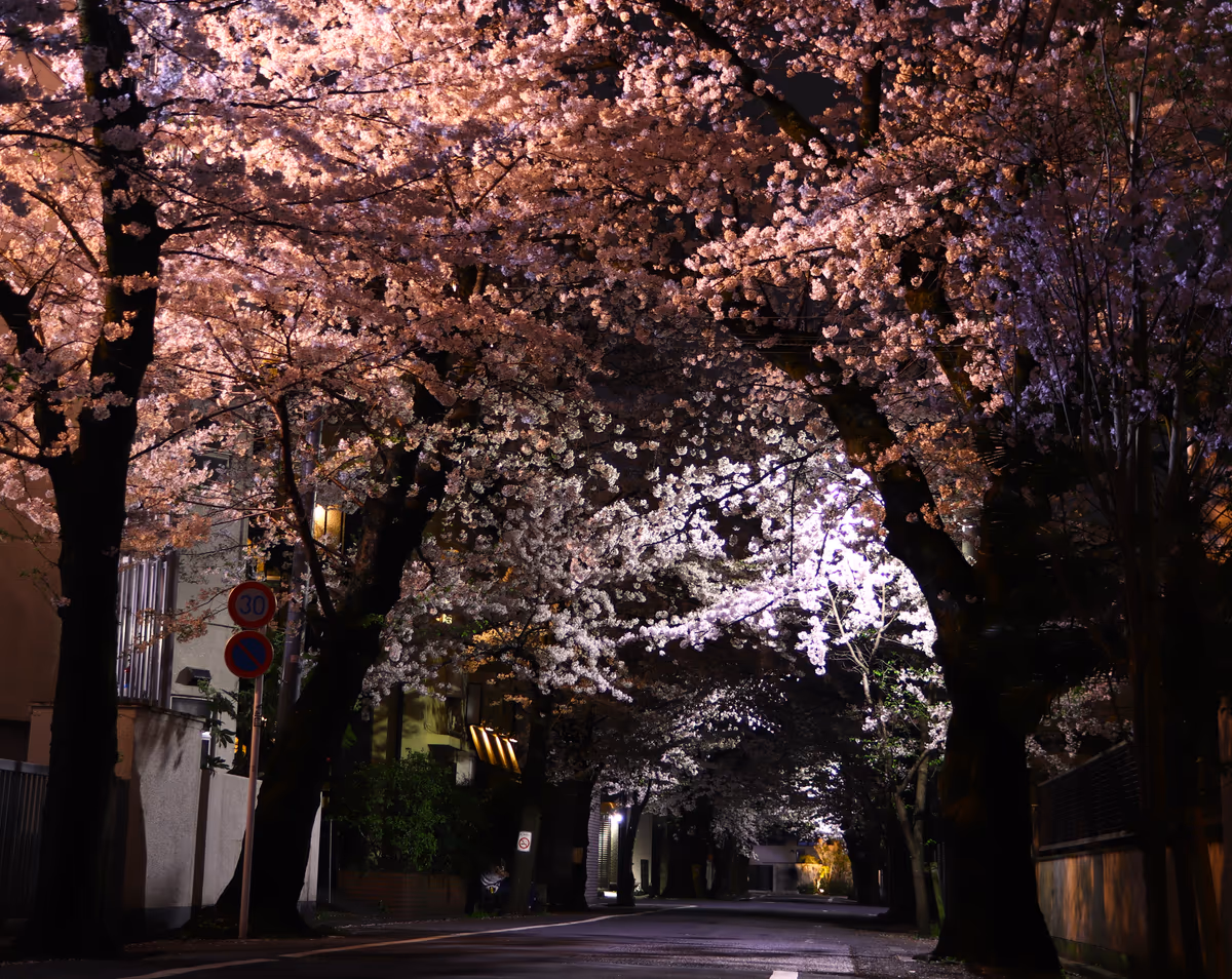 投稿写真：静寂の桜回廊