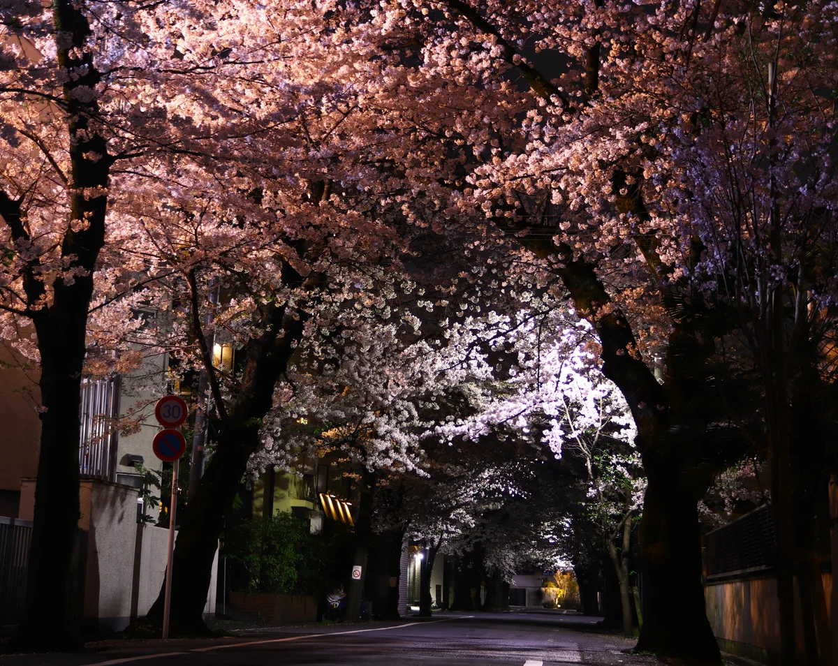 投稿写真：静寂の桜回廊