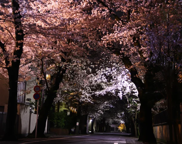 投稿：静寂の桜回廊