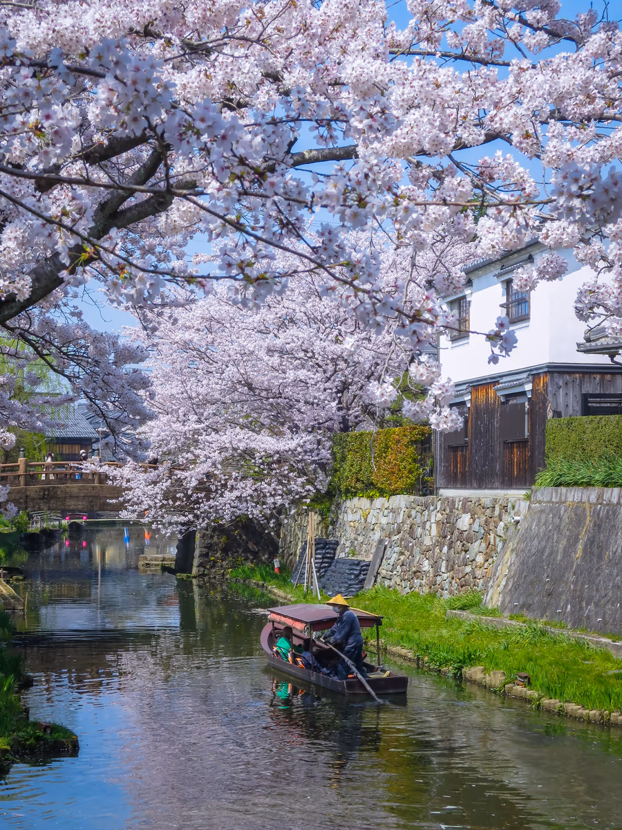 投稿写真：桜咲く八幡堀を往く手漕ぎの屋形船