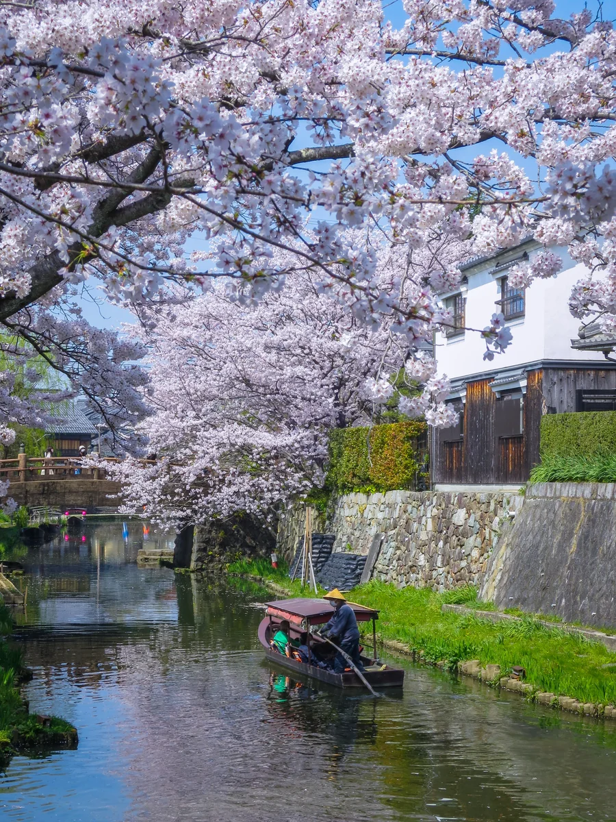 投稿写真：桜咲く八幡堀を往く手漕ぎの屋形船
