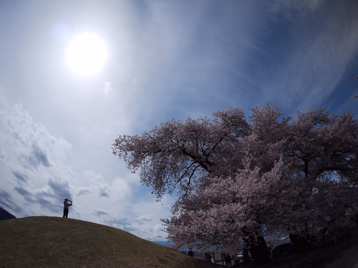 投稿写真：大桜
