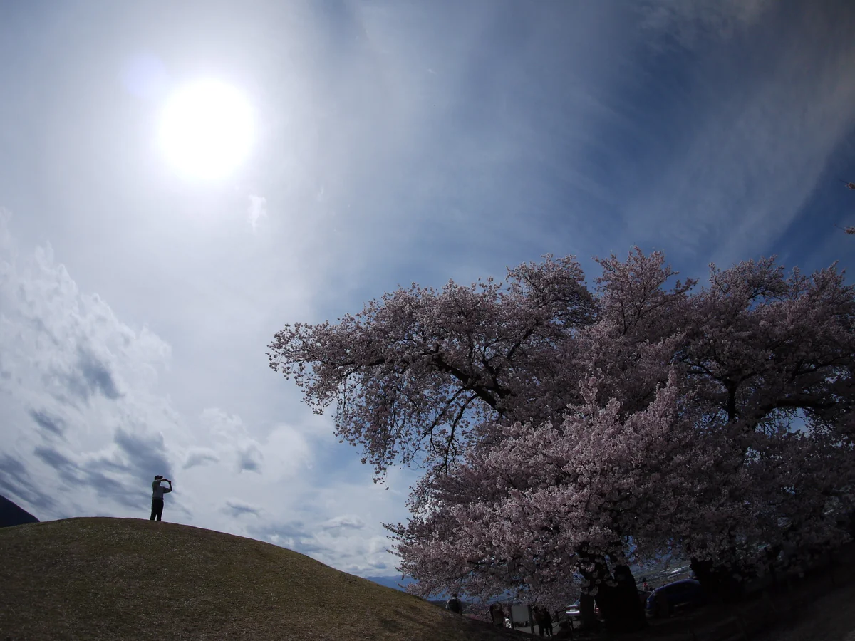 投稿写真：大桜