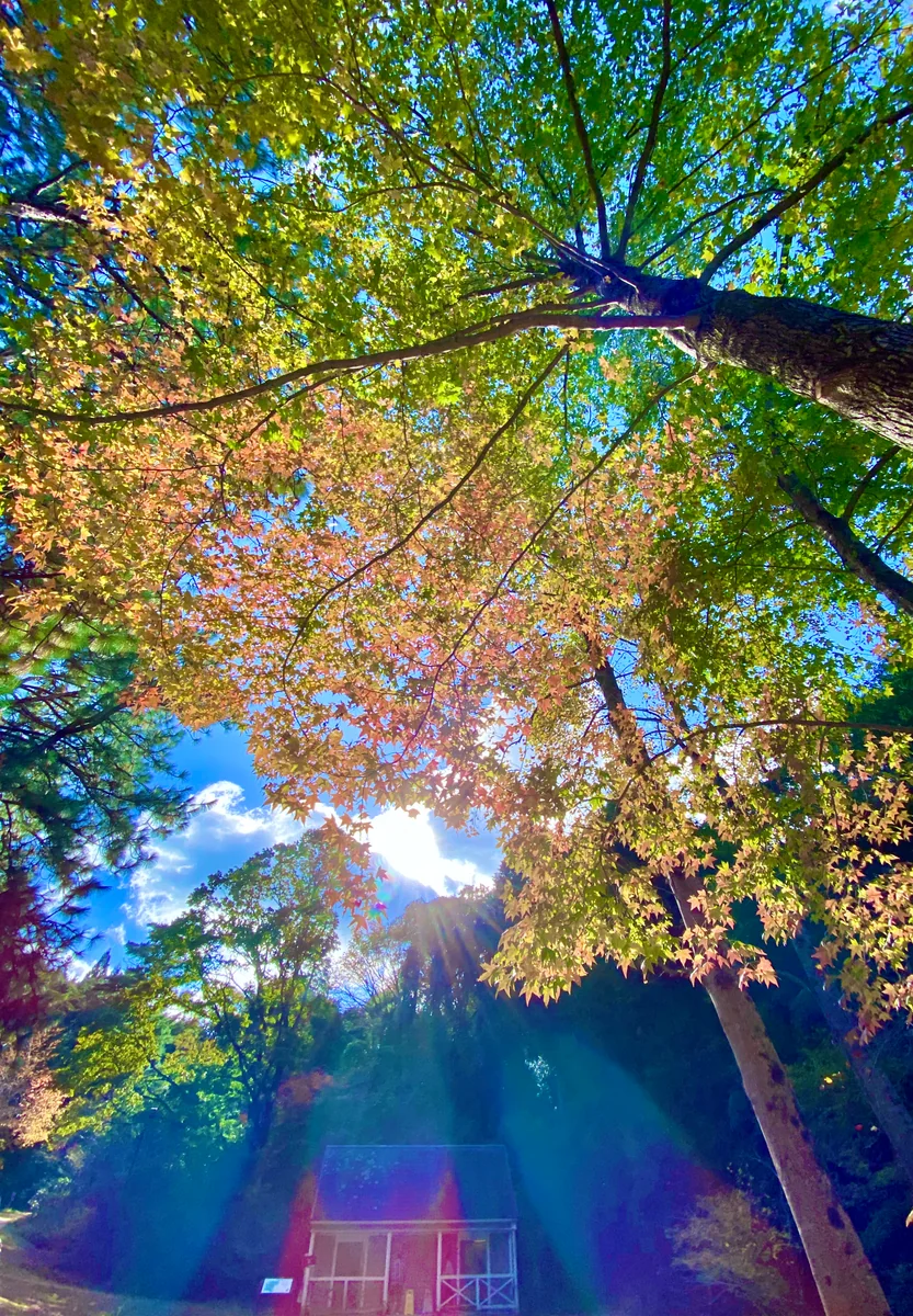 投稿写真：秋の始まり〜 翠から赤のグラデーション