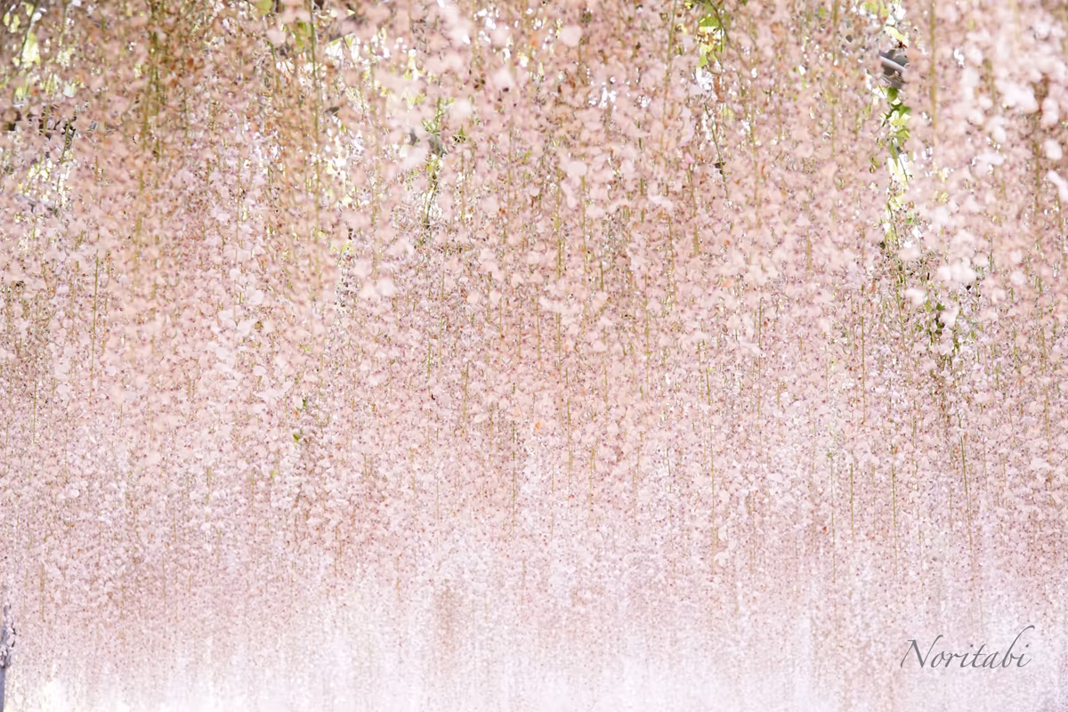 投稿写真：あしかがフラワーパーク