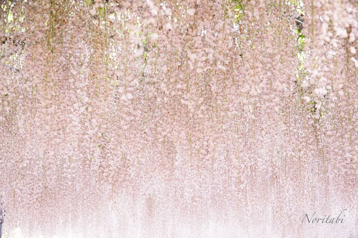 投稿写真：あしかがフラワーパーク