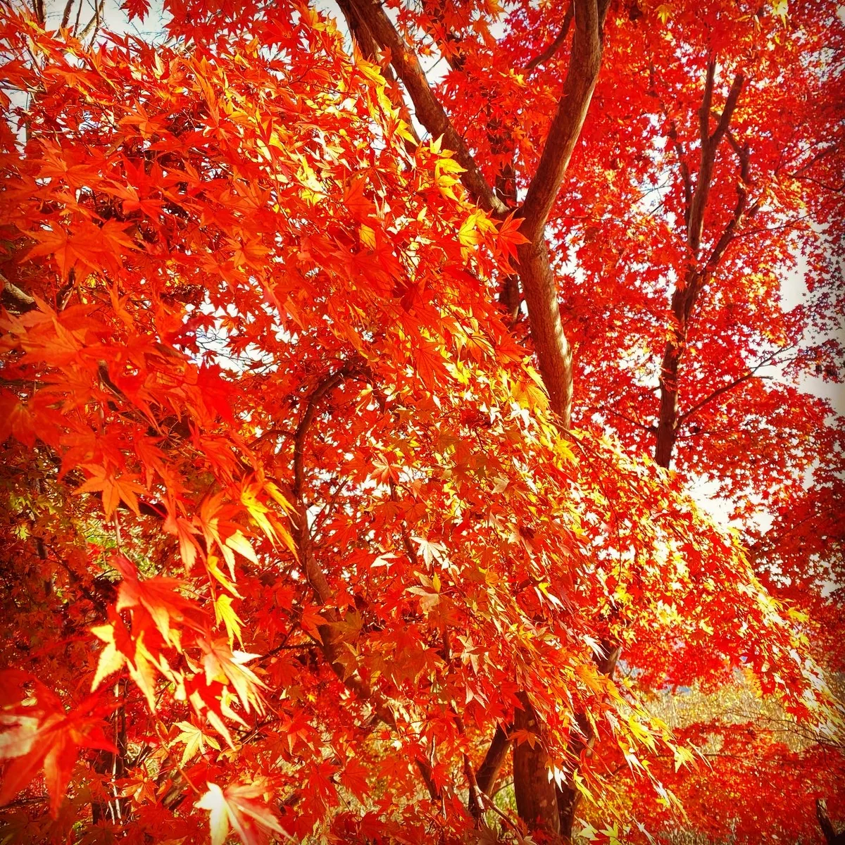 投稿写真：高尾山