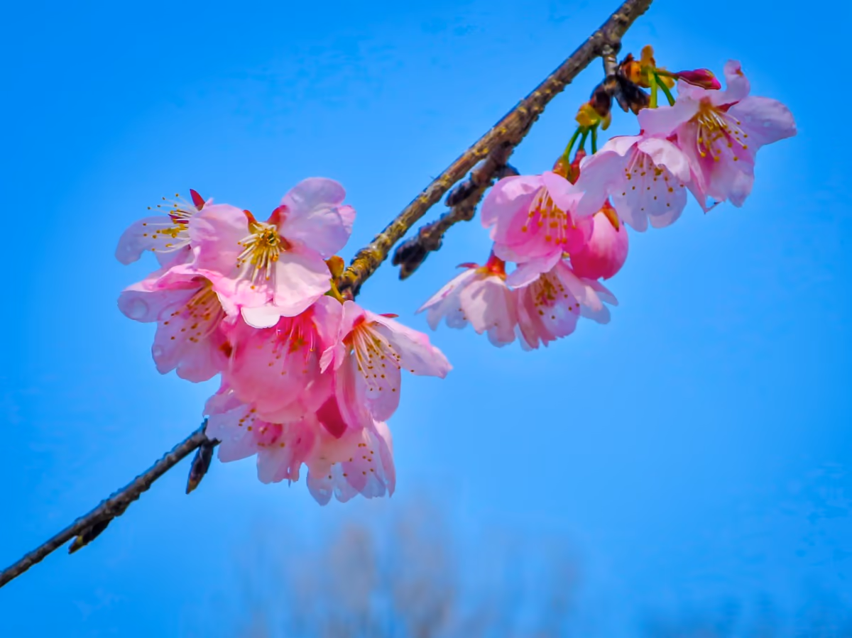 投稿写真：青空に映える安行寒桜