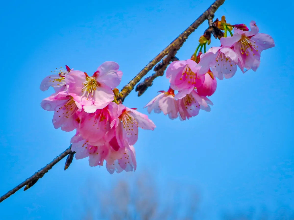 投稿写真：青空に映える安行寒桜