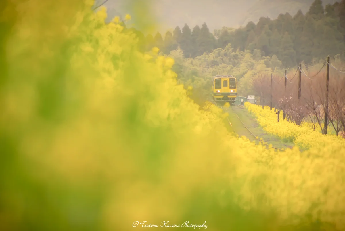 投稿写真：春雨に煙る菜の花優しきかな。