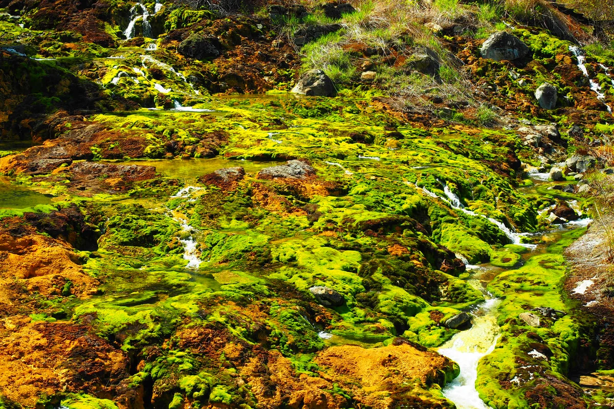 投稿写真：異世界の緑