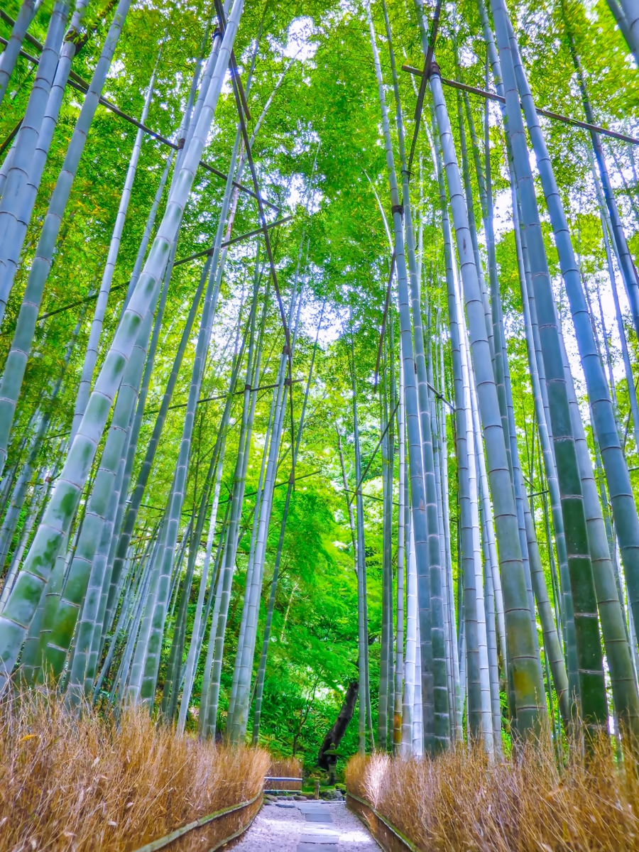 投稿写真：竹林の小径