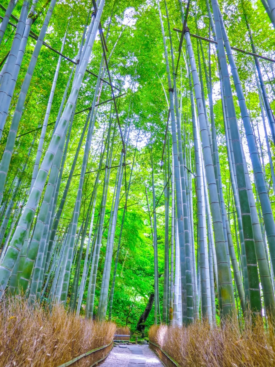 投稿写真：竹林の小径