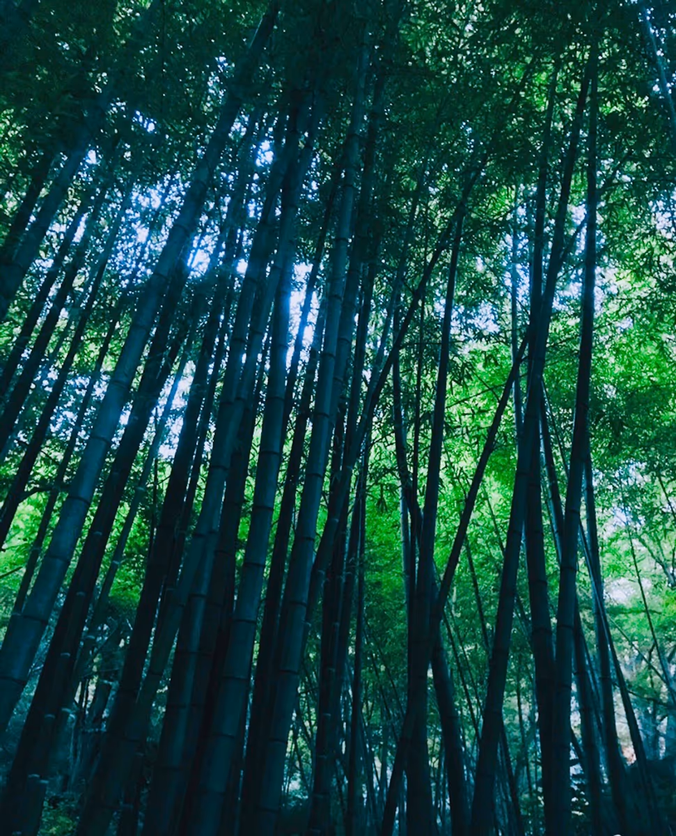 投稿写真：竹林