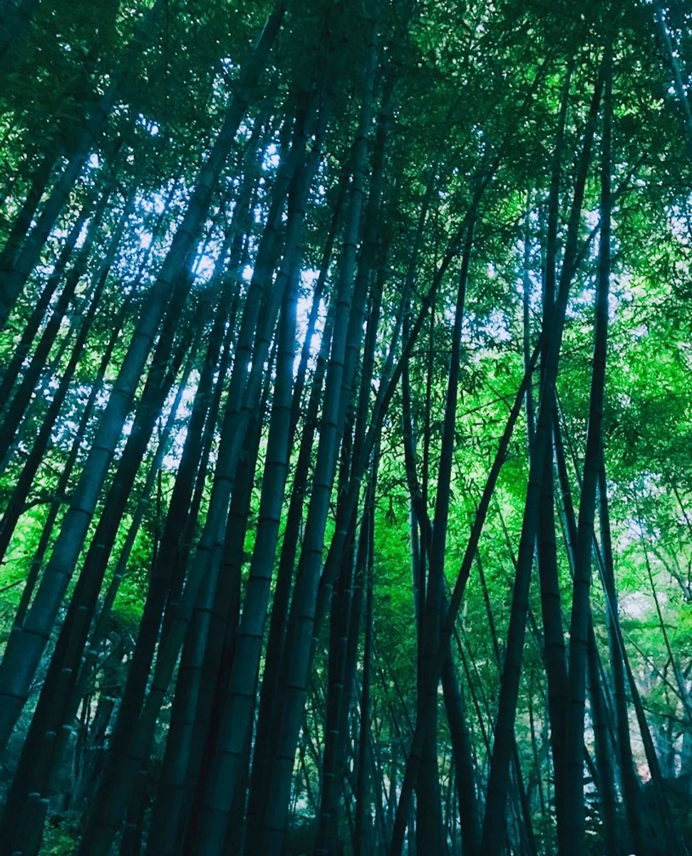 投稿写真：竹林