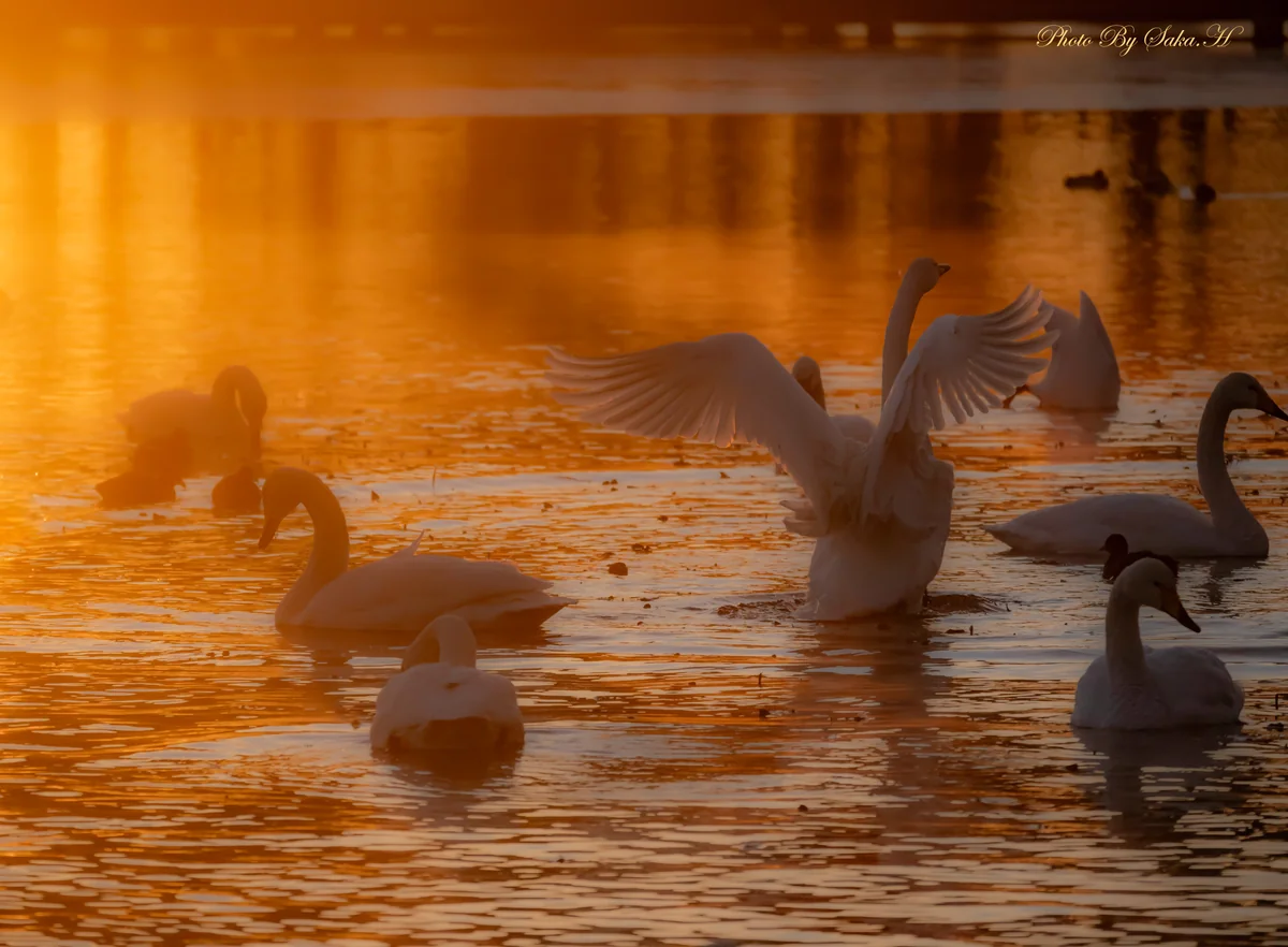 投稿写真：羽ばたき