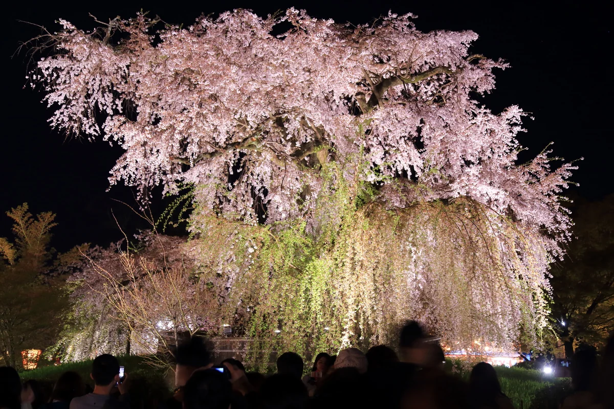 投稿写真：円山公園の一本桜