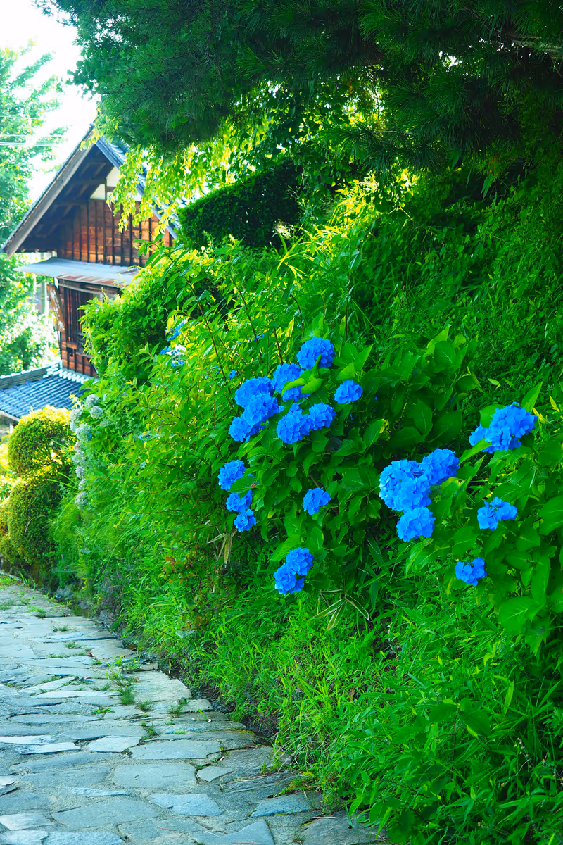 投稿写真：中山道の紫陽花