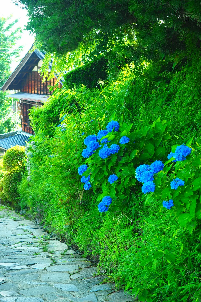 投稿写真：中山道の紫陽花