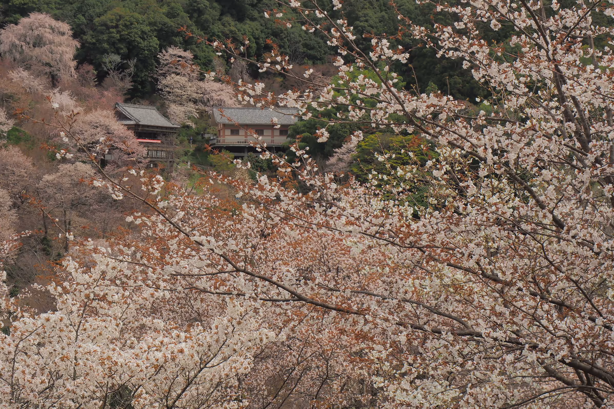 投稿写真：淡い春の陽