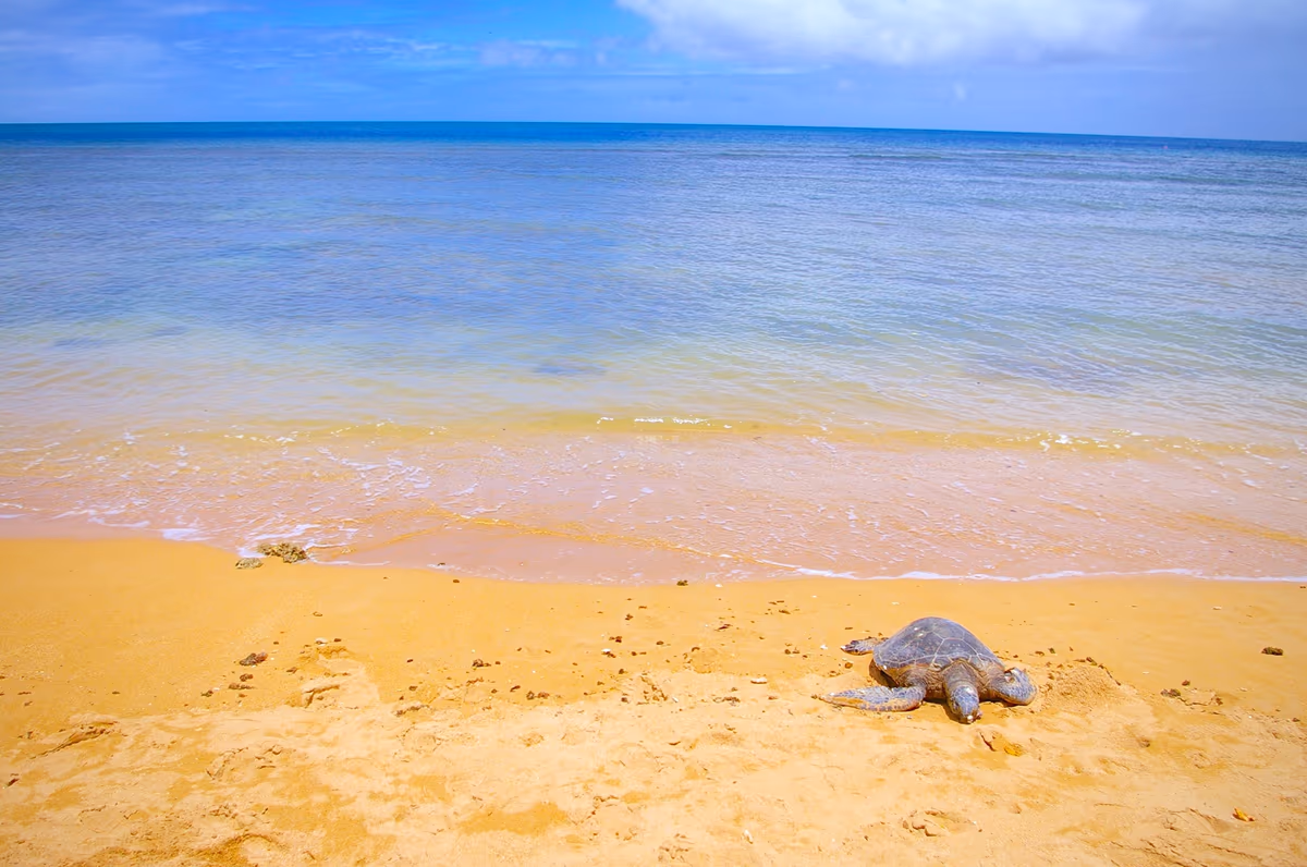 投稿写真：Hawaii