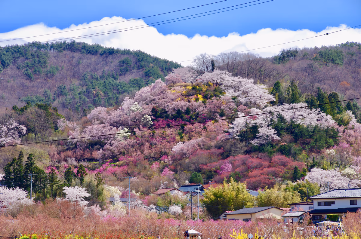 投稿写真：福島県福島市 花見山公園