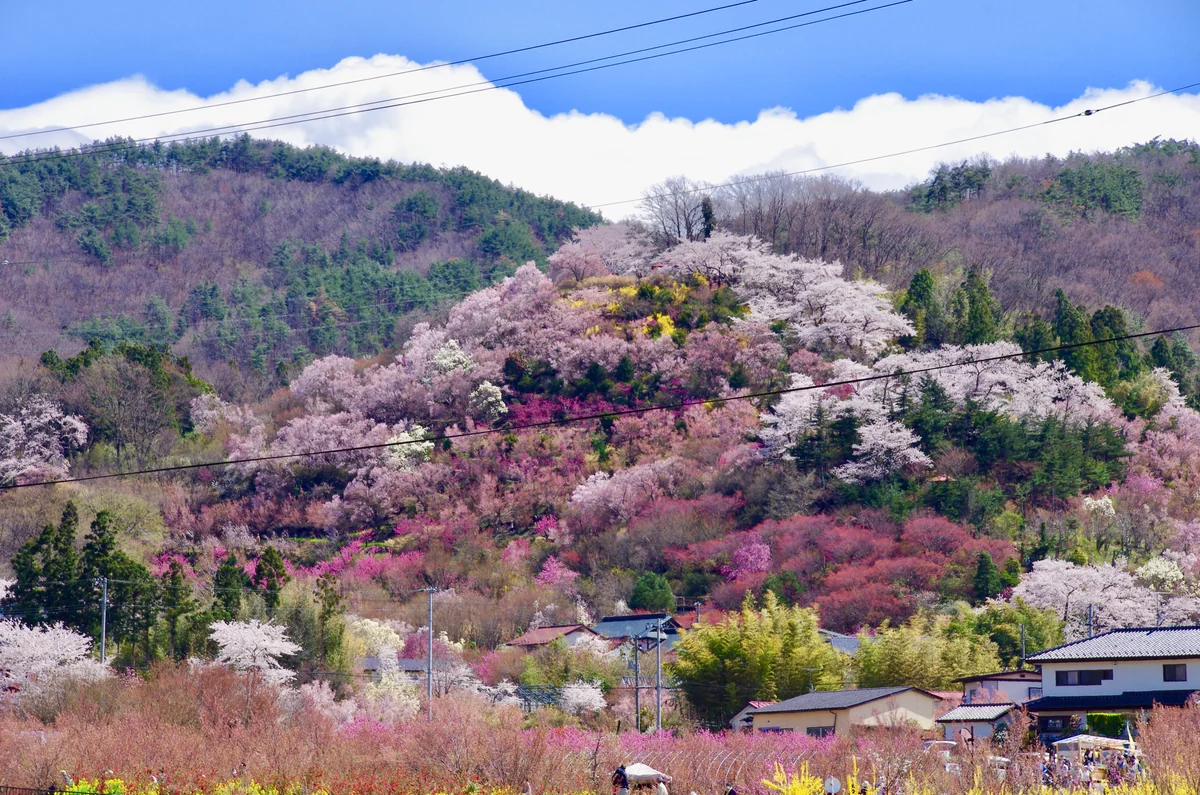投稿写真：福島県福島市 花見山公園