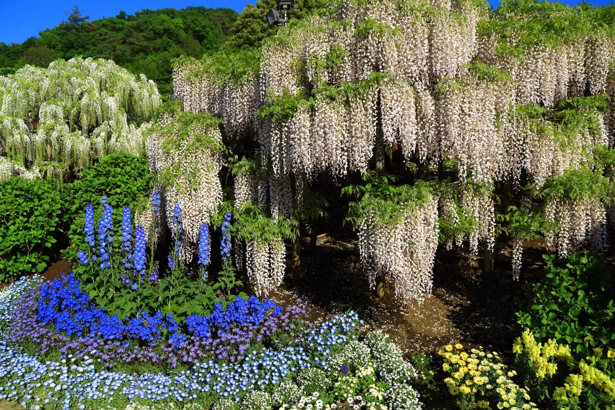 投稿写真：あしかがフラワーパークの日中景