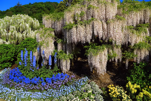 投稿：あしかがフラワーパークの日中景