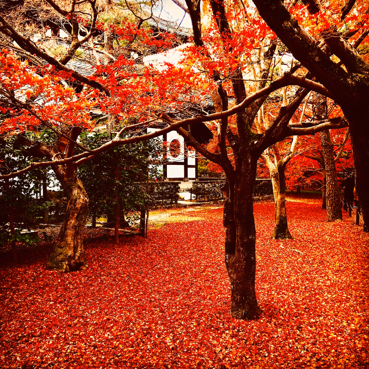 投稿写真：東福寺