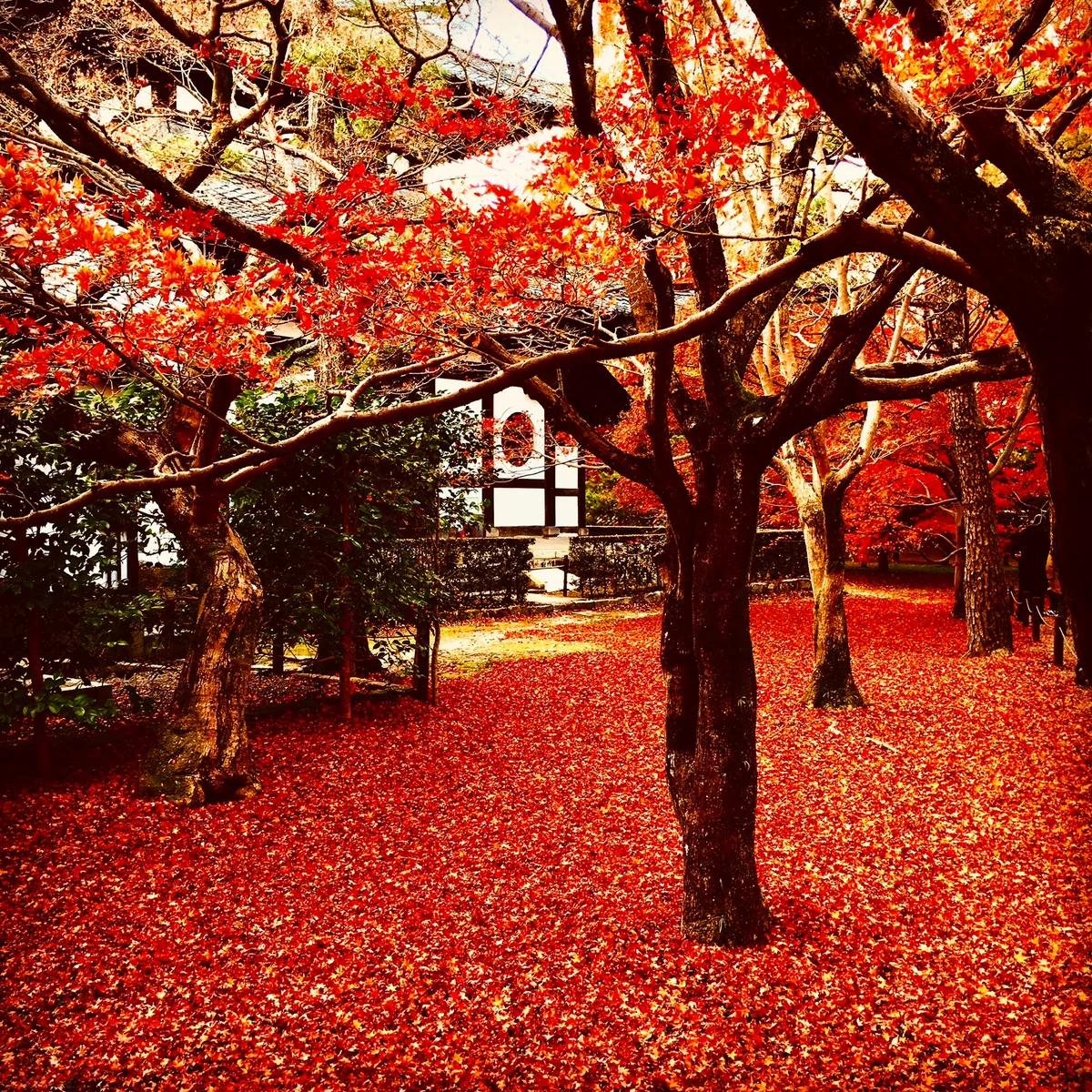 投稿写真：東福寺