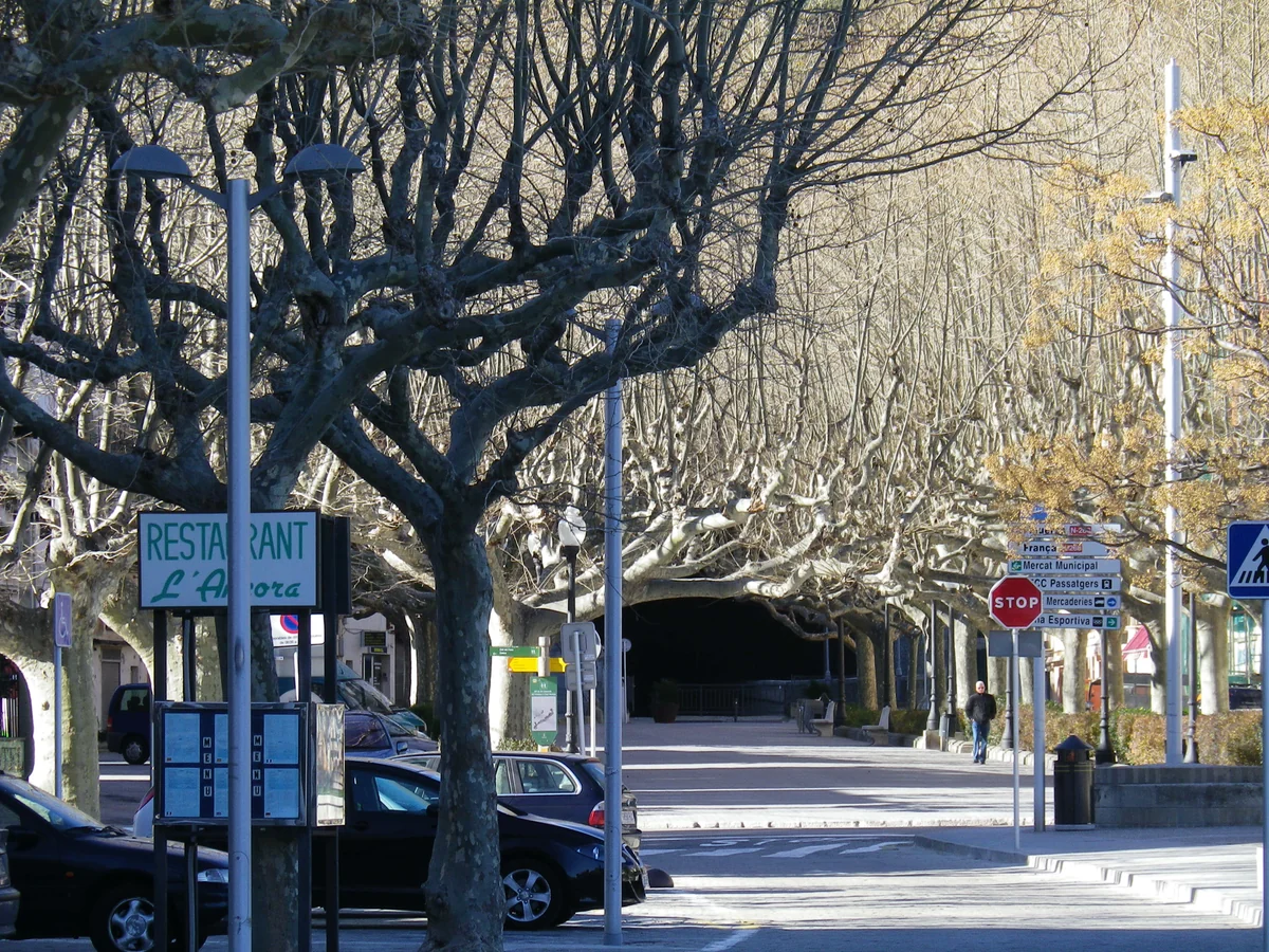 投稿写真：万歳している木々