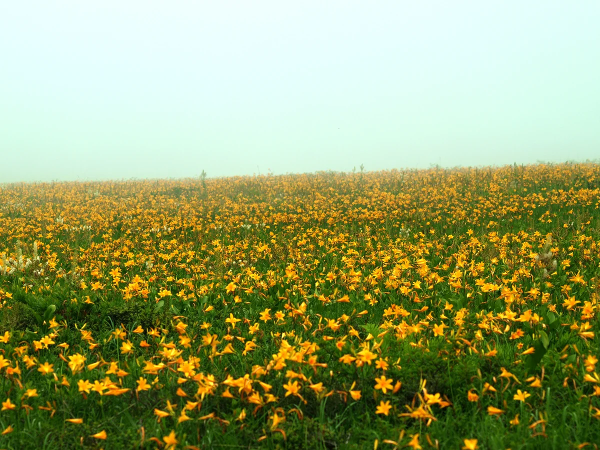 投稿写真：雄国沼のニッコウキスゲ満開