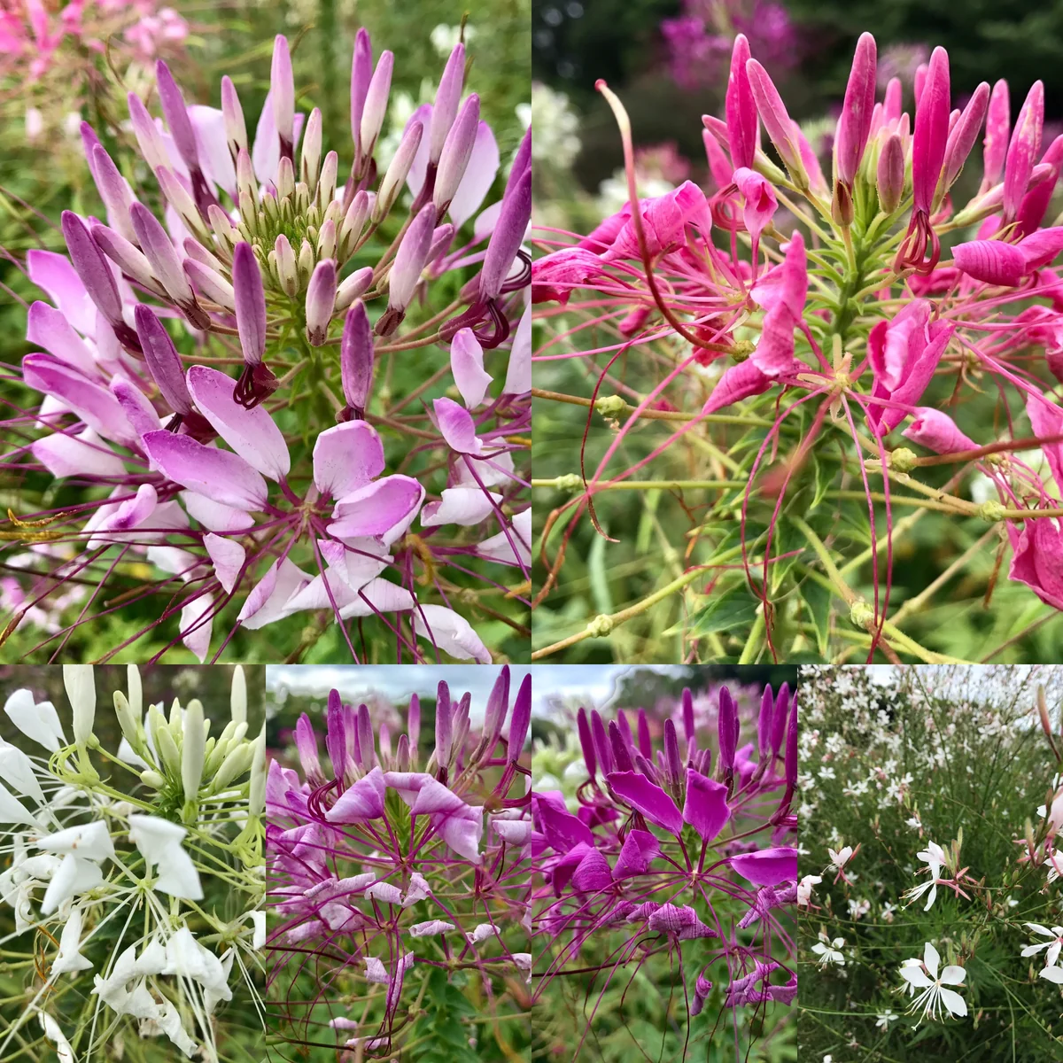 投稿写真：花スタンプ②