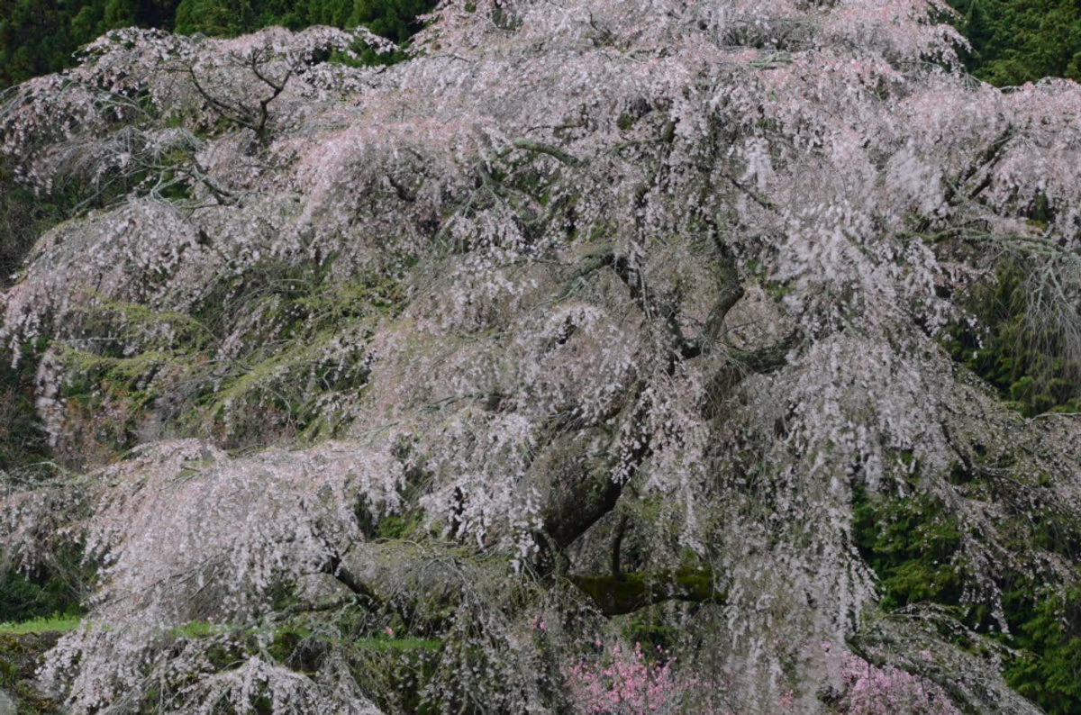 投稿写真：本郷の枝垂桜