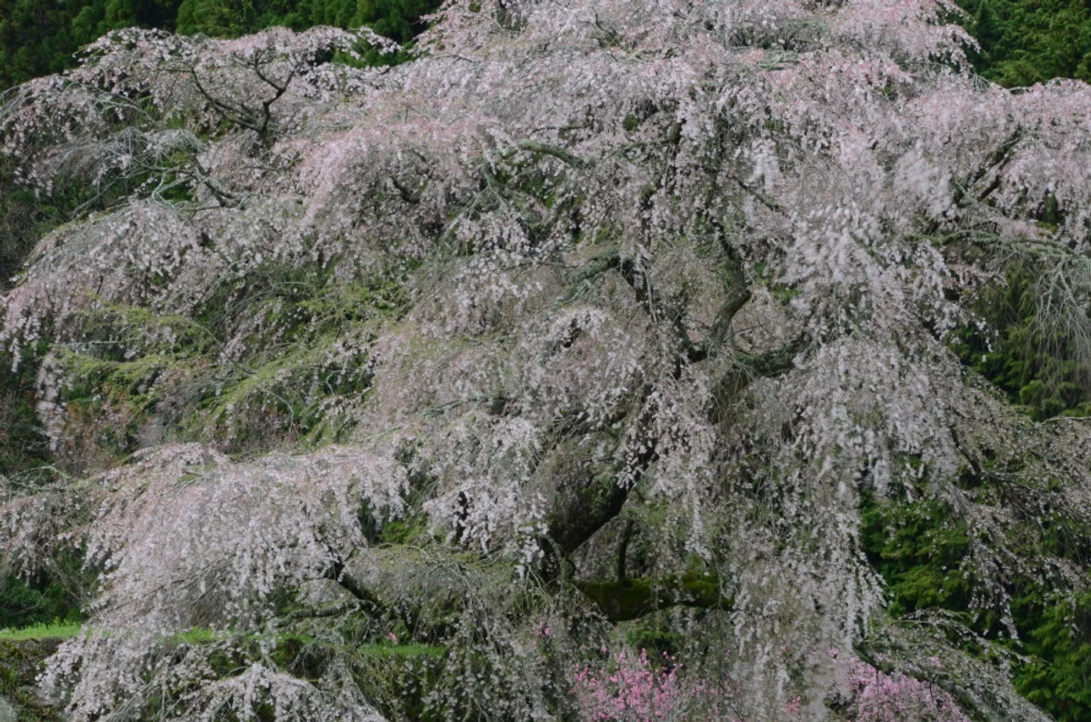 投稿写真：本郷の枝垂桜