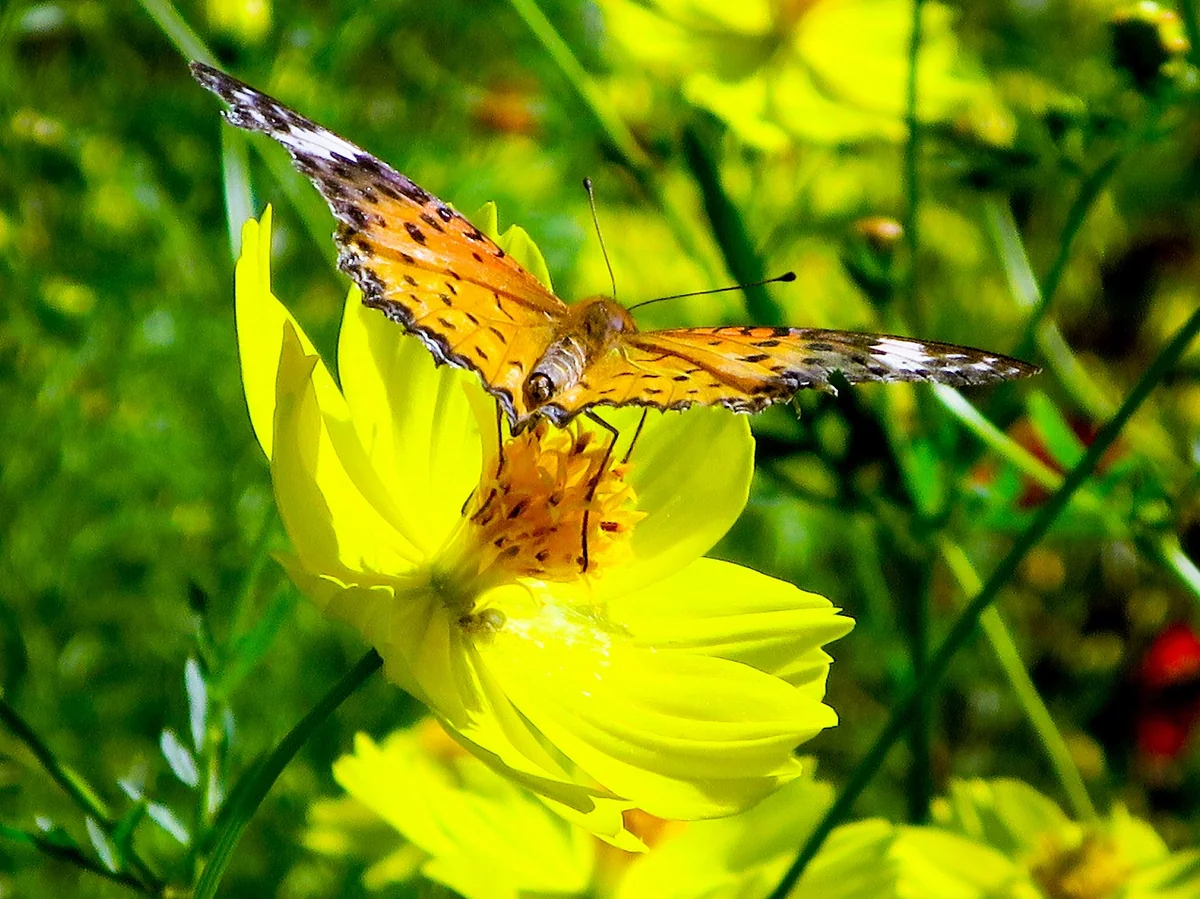 投稿写真：黄色いコスモスに止まる蝶