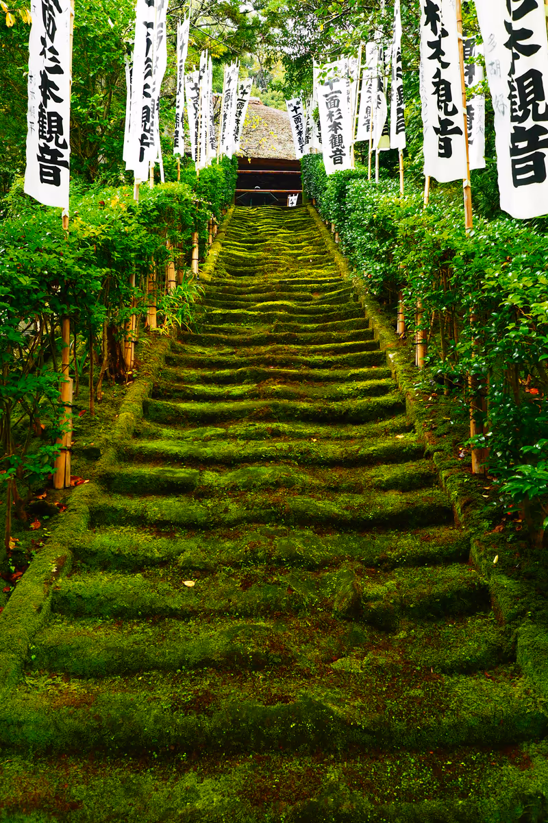 投稿写真：苔むした石段