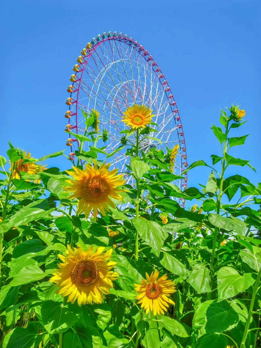 投稿写真：大観覧車とひまわり