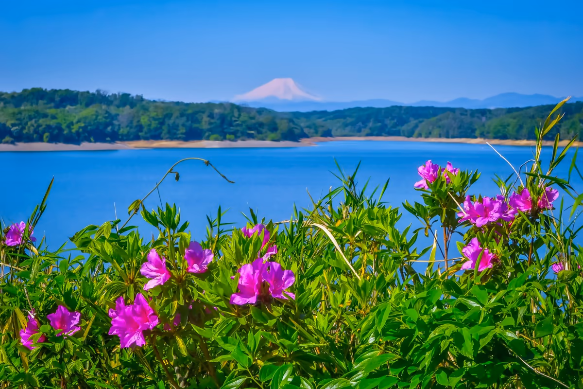 投稿写真：ツツジと化粧直しした富士山