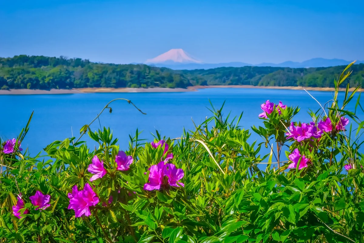 投稿写真：ツツジと化粧直しした富士山