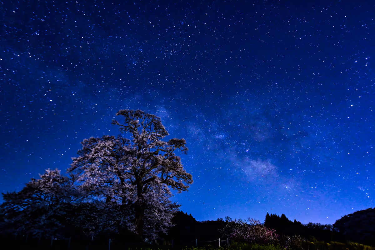 投稿写真：星降る夜